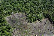 vista-aerea-de-la-deforestaci.jpg